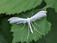 Pterophorus pentadactyla